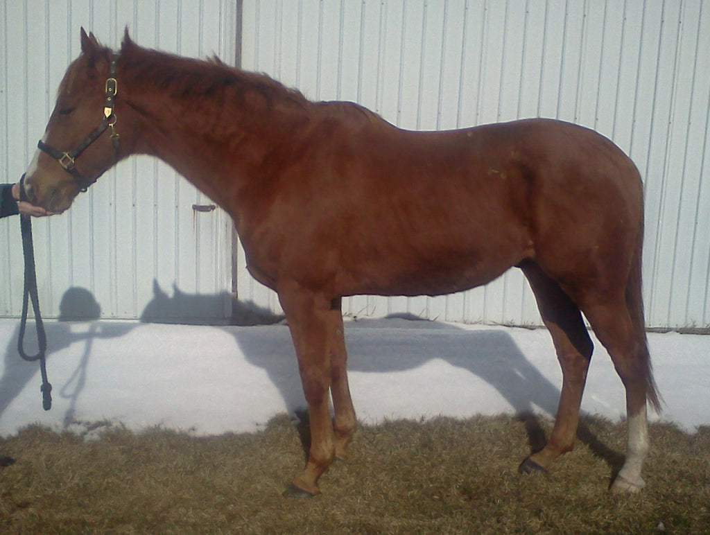 How do you know if your horse is overweight or underweight EQUESTRIANISTA