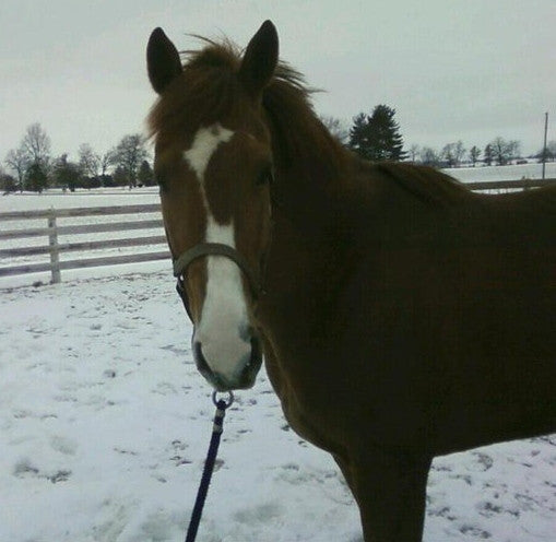 Retraining a Project OTTB and the Story of How I Failed