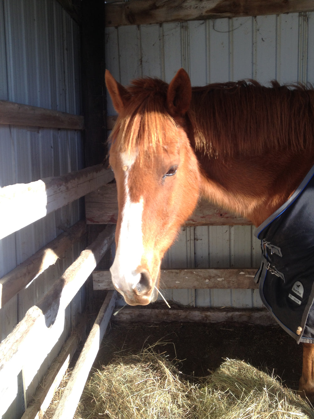 Riding Again After a Long Winter Off for both Horse and Rider